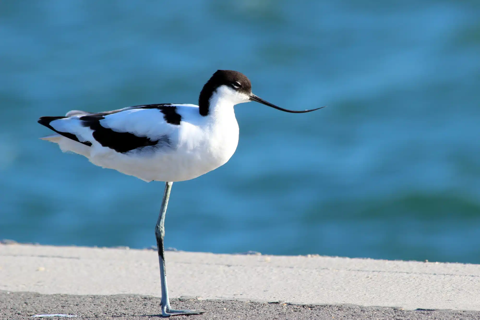 Échasse blanche au bord de l'eau bleue.