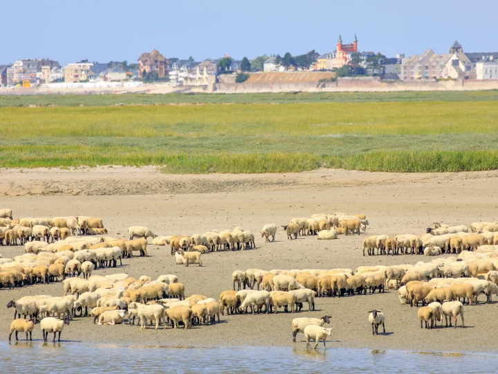 Troupeau de moutons près d'une ville côtière.