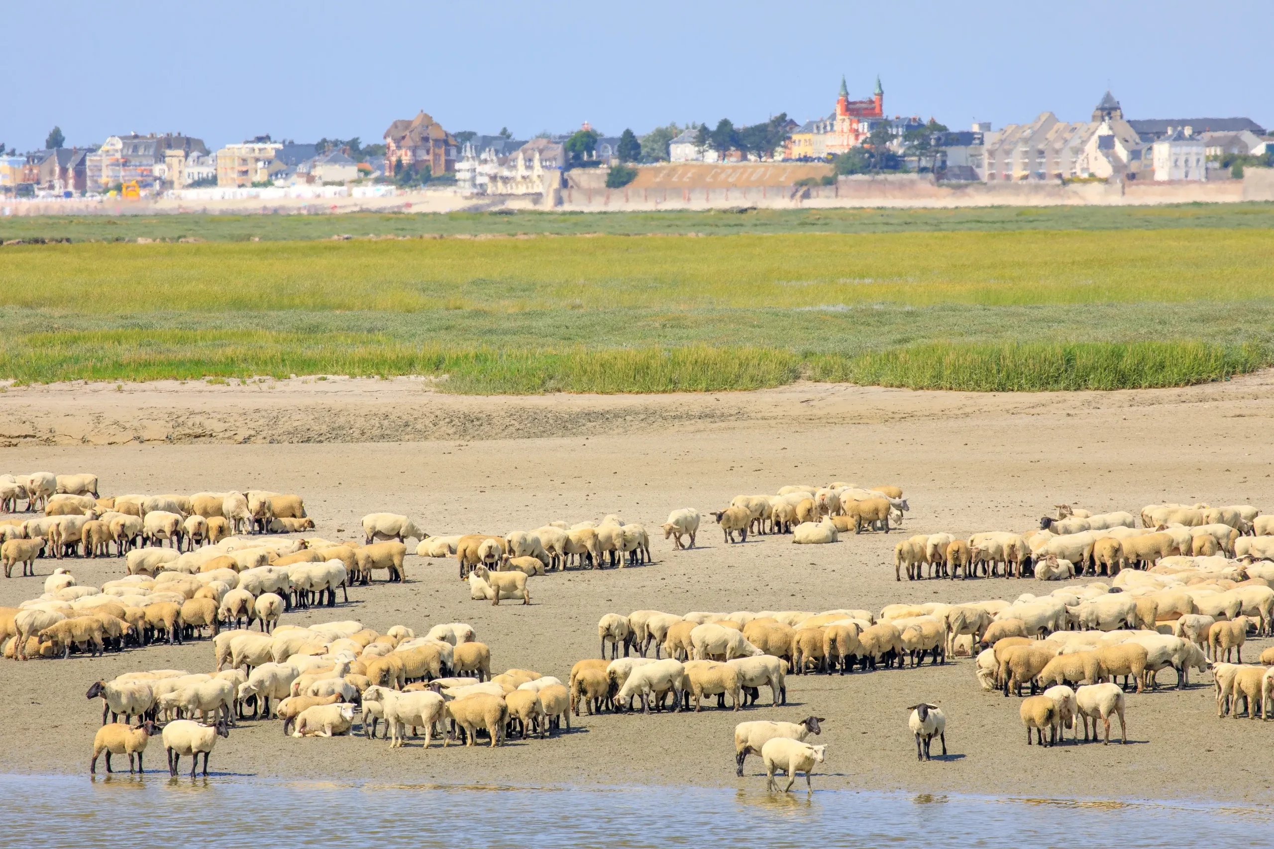 Troupeau de moutons près d'une ville côtière.