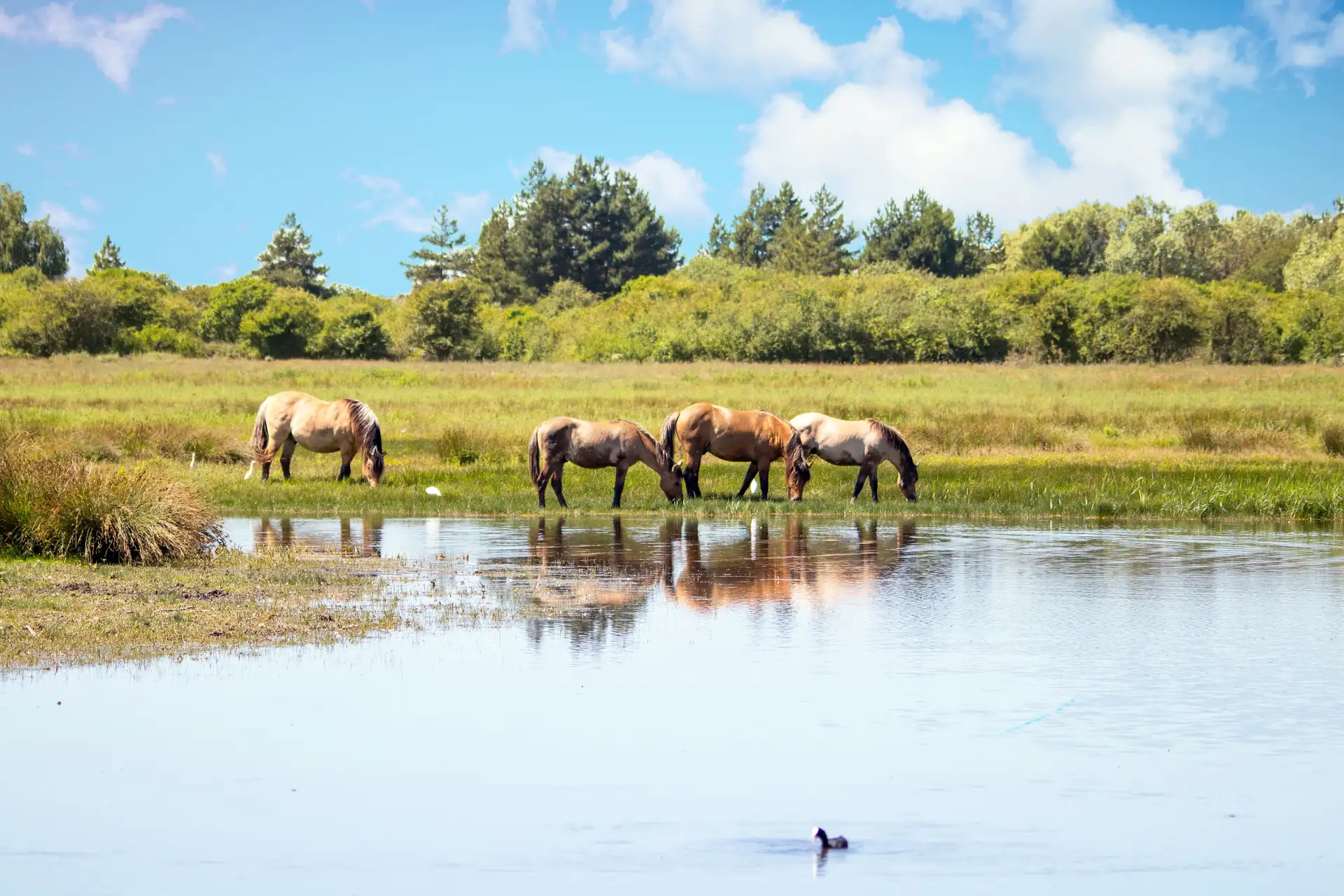 Découvrez les chevaux Henson dans le Parc du Marquenterre