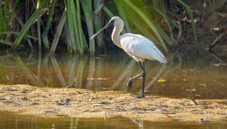 Un oiseau blanc marchant près de l'eau.
