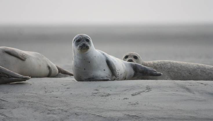 Phoques reposant sur la plage en arrière-plan.