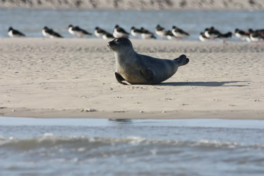 Phoque se reposant sur une plage ensoleillée.