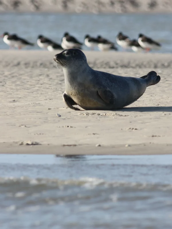 Phoque se reposant sur une plage ensoleillée.
