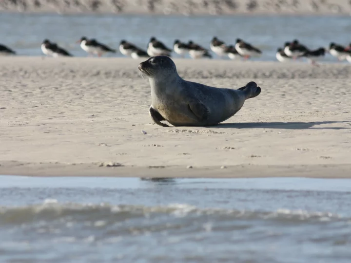 Phoque se reposant sur une plage ensoleillée.