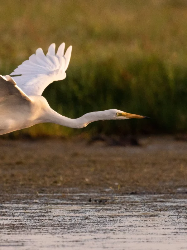 Héron blanc en vol au-dessus de l'eau