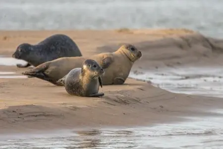 Phoques se reposant sur une plage de sable.